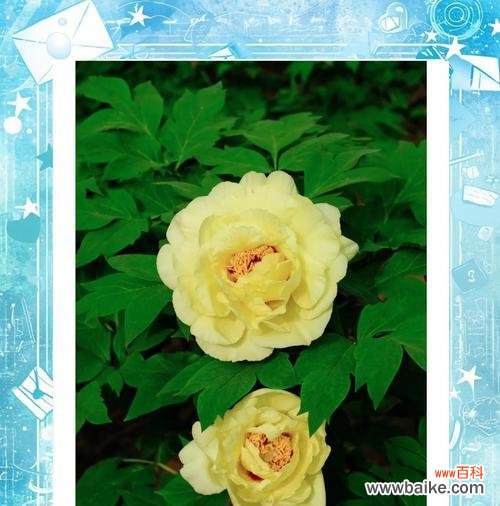 荔枝白牡丹花语和寓意是什么？荔枝白牡丹的花语和寓意有哪些？