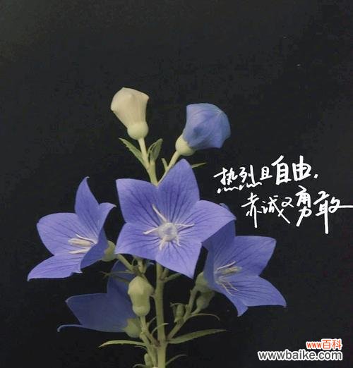 树的花语代表爱与自由吗？具体含义是什么？