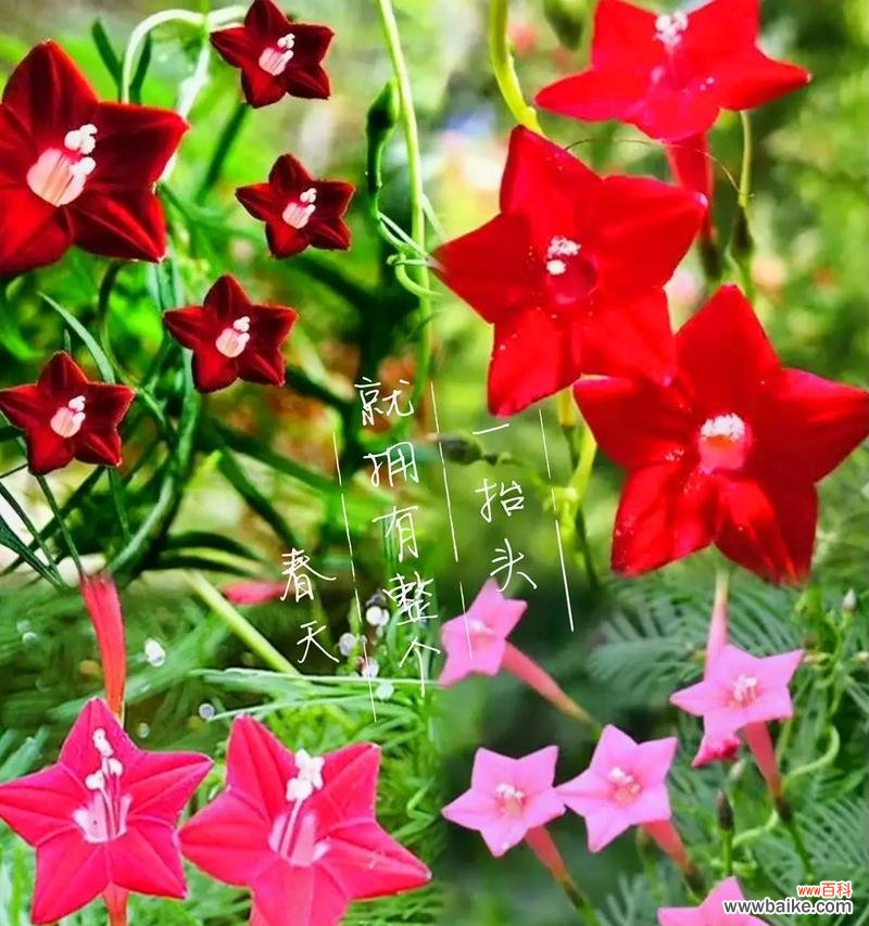 树的花语代表爱与自由吗？具体含义是什么？