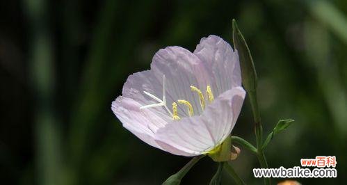 揭秘月见草花语的内涵和象征意义,探讨其美丽寓意 月见草花语及其美丽寓意