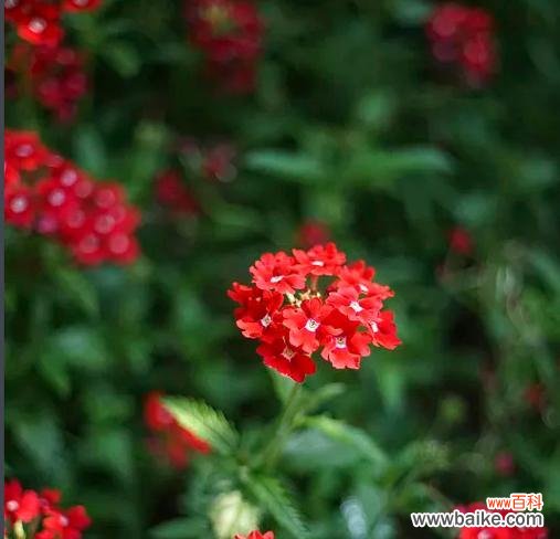 花开寄情，美人樱之花语解读 美人樱