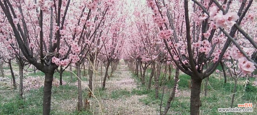 传承千年的花语之美 美人梅花语，玉立冰心