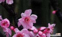 传承千年的花语之美 美人梅花语，玉立冰心