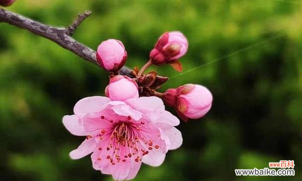 传承千年的花语之美 美人梅花语，玉立冰心