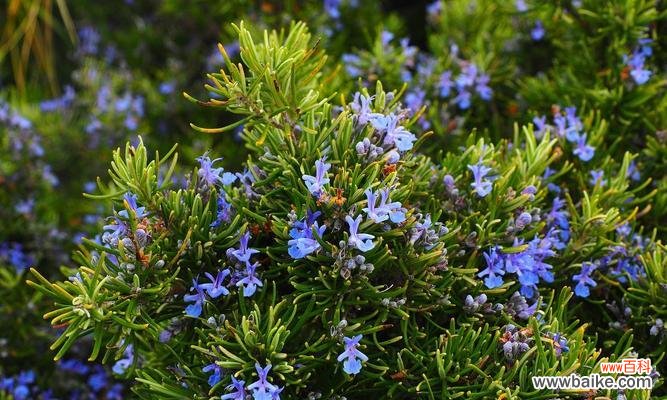 香气满溢的传统祝福 迷迭香的花语