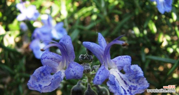 香气满溢的传统祝福 迷迭香的花语