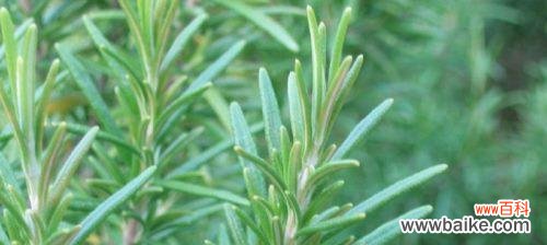 香气满溢的传统祝福 迷迭香的花语