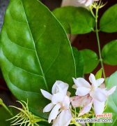 揭示茉莉花的神秘面纱与内涵 茉莉花的寓意与象征意义