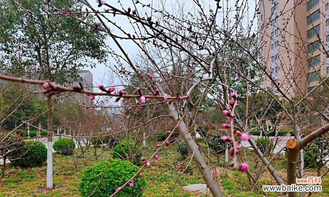 美人梅的花语与人们心灵的共鸣 美人梅的花语及其象征意义