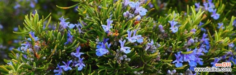 探寻迷迭香花语的美妙之处 迷迭香花语的意义与传承