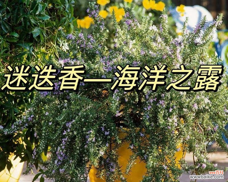 迷迭香花语的寓意与神秘传说揭秘 迷迭香的花语与传说