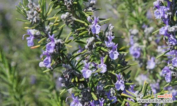 迷迭香花语的寓意与神秘传说揭秘 迷迭香的花语与传说