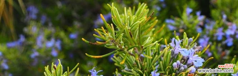 迷迭香花语的寓意与神秘传说揭秘 迷迭香的花语与传说