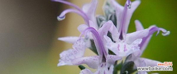探寻迷迭香花语的神秘之处 迷迭香的花语与意义