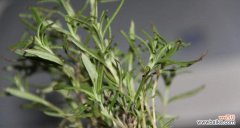 探寻迷迭香花语的神秘之处 迷迭香的花语与意义