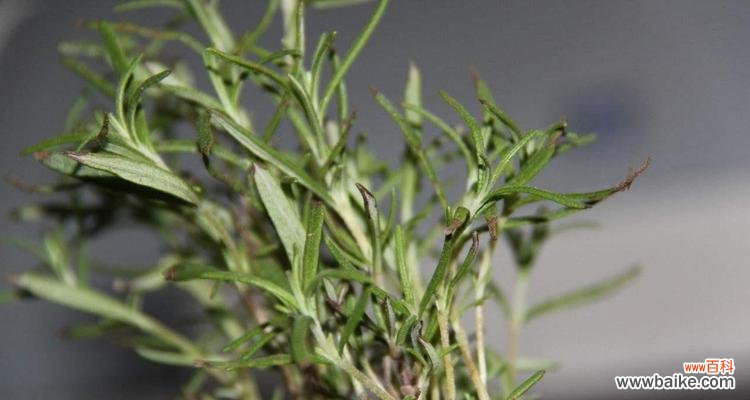 探寻迷迭香花语的神秘之处 迷迭香的花语与意义