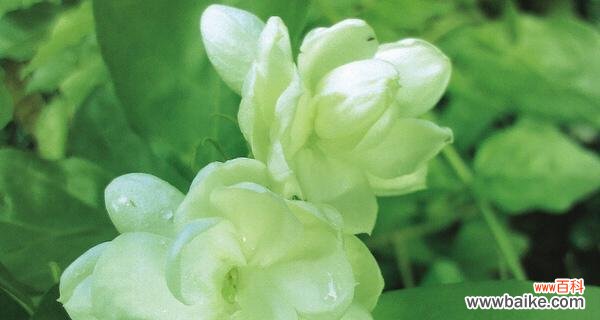 探索茉莉花的花语和寓意,了解它所象征的意义 茉莉的花语和寓意