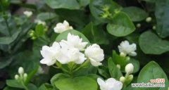 探索茉莉花的花语和寓意，了解它所象征的意义 茉莉的花语和寓意