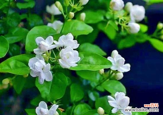 探索茉莉花的花语和寓意,了解它所象征的意义 茉莉的花语和寓意