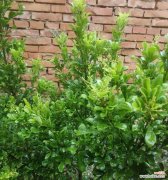 探寻米兰花背后的传说与花语之美 米兰花