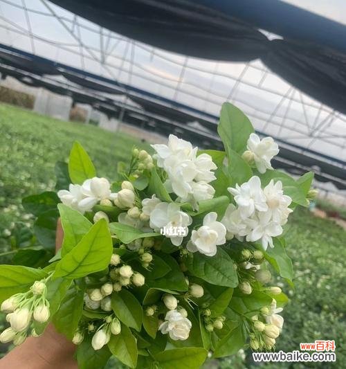 解读茉莉花的文化象征，传递香气与希望 茉莉花的寓意和象征