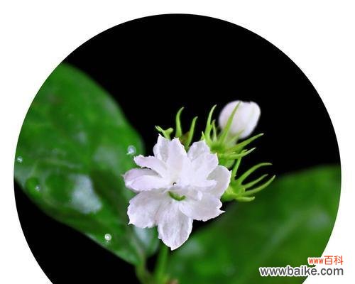 解读茉莉花的文化象征，传递香气与希望 茉莉花的寓意和象征