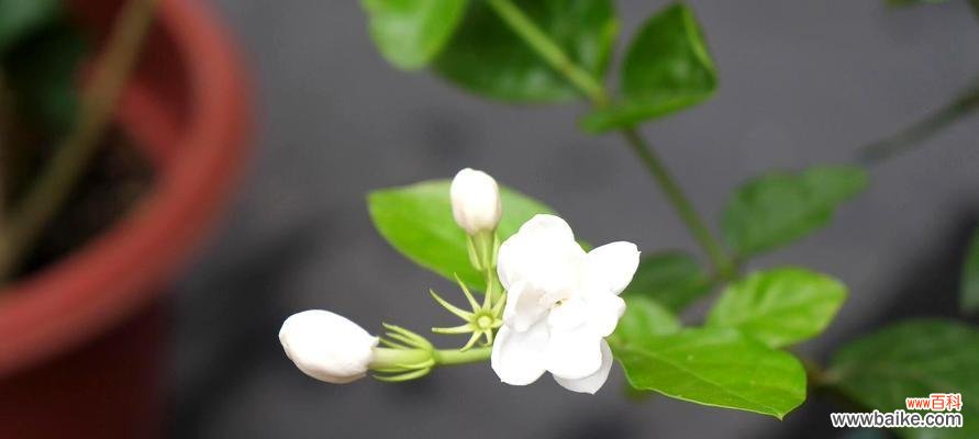 解读茉莉花的文化象征，传递香气与希望 茉莉花的寓意和象征