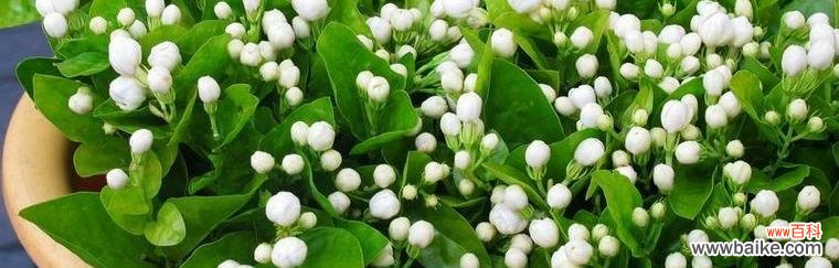 揭秘茉莉花所代表的情感和象征 茉莉花之花语与意义