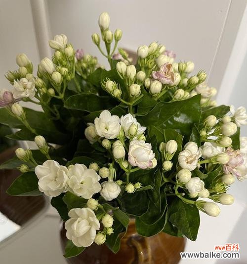 揭秘茉莉花所代表的情感和象征 茉莉花之花语与意义