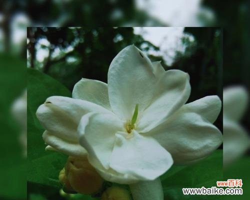 揭秘茉莉花所代表的情感和象征 茉莉花之花语与意义