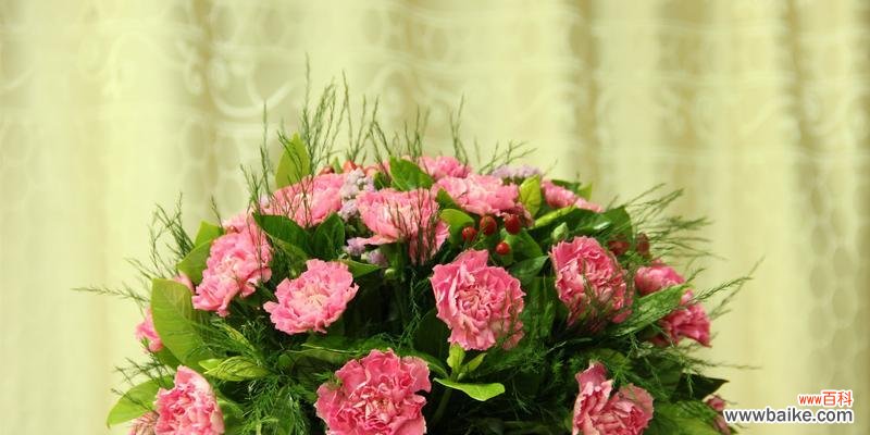 康乃馨花语的深层含义与传递的情感 康乃馨花语解析