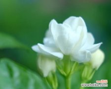 探寻茉莉花的美丽内涵及其文化价值 茉莉花语的意义与传承