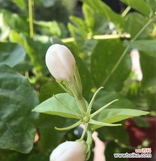 花开繁茂，情深意长；茉莉芬芳，寓意满满 茉莉花花语的象征与寓意