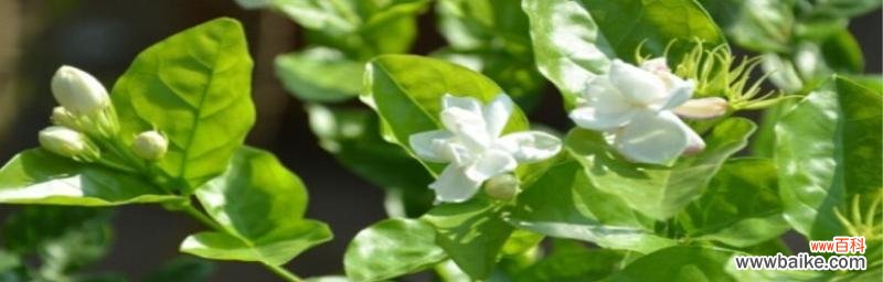 花开繁茂，情深意长；茉莉芬芳，寓意满满 茉莉花花语的象征与寓意