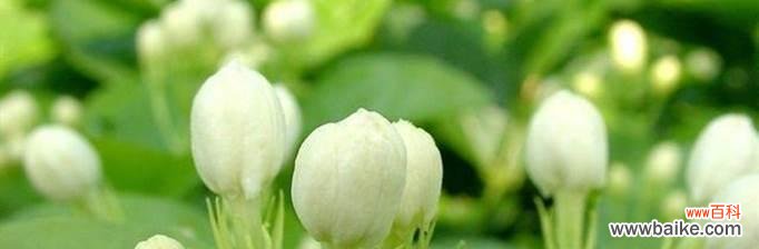 花开繁茂，情深意长；茉莉芬芳，寓意满满 茉莉花花语的象征与寓意