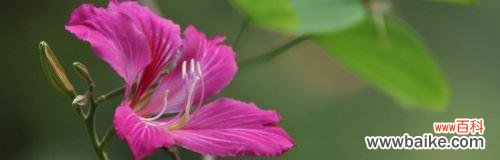 生命 紫荆树的寓意与意义