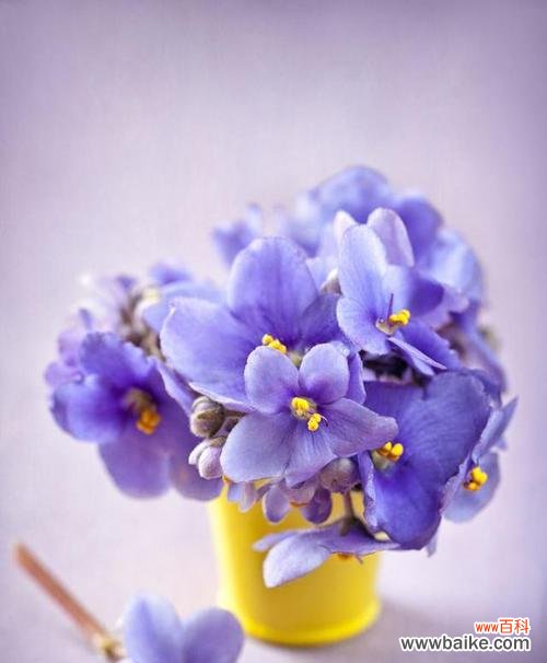 探索紫罗兰花语的奥秘和其在传说中的角色 紫罗兰