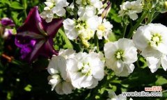 揭示紫罗兰的隐秘情感与寓意 紫罗兰的花语与意义