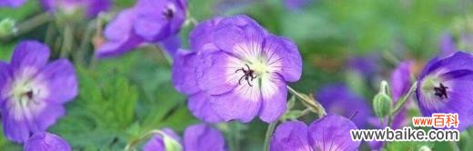 探索紫罗兰花的深层内涵 紫罗兰花的花语与意义