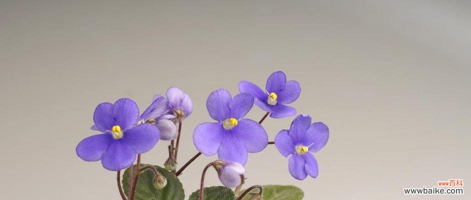 紫罗兰花的象征意义与人生启示 紫罗兰花的寓意——坚韧不拔、温柔守护