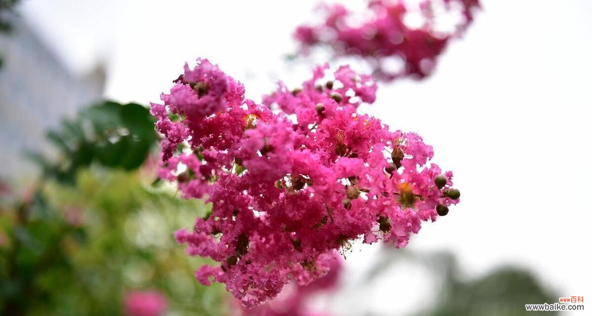 紫薇花的花语有哪些含义？