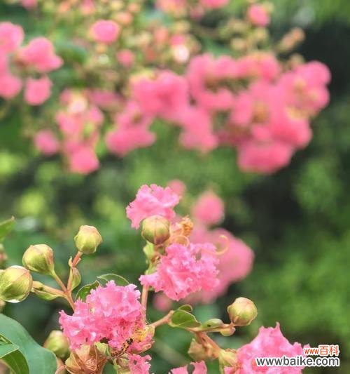 紫薇花的花语有哪些含义？