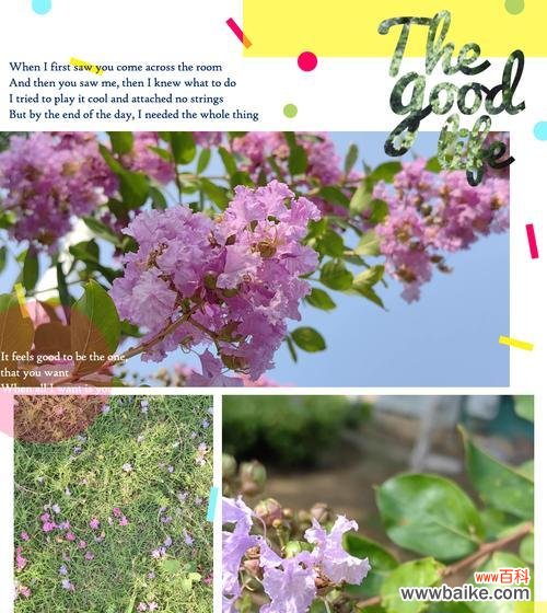 紫薇花的花语有哪些含义？