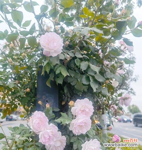 蔷薇花语有何深意？