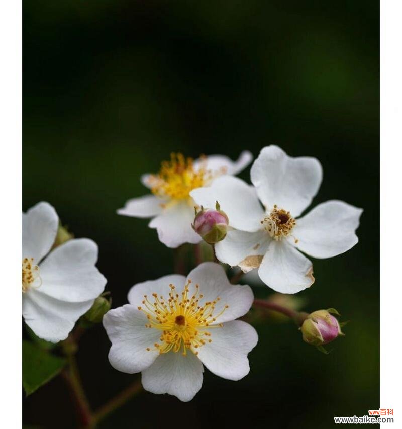 蔷薇花语有何深意？