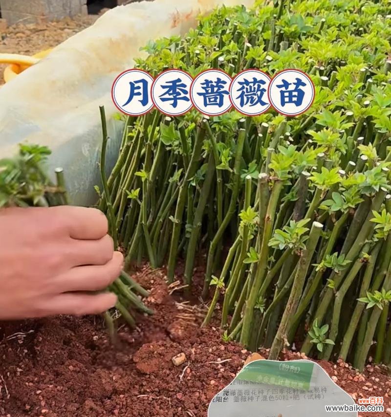 蔷薇花语有何深意？