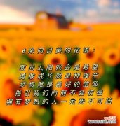 “隐秘死角”中各花语的含义是什么？