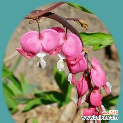 荷包牡丹花语是什么?它象征着什么?