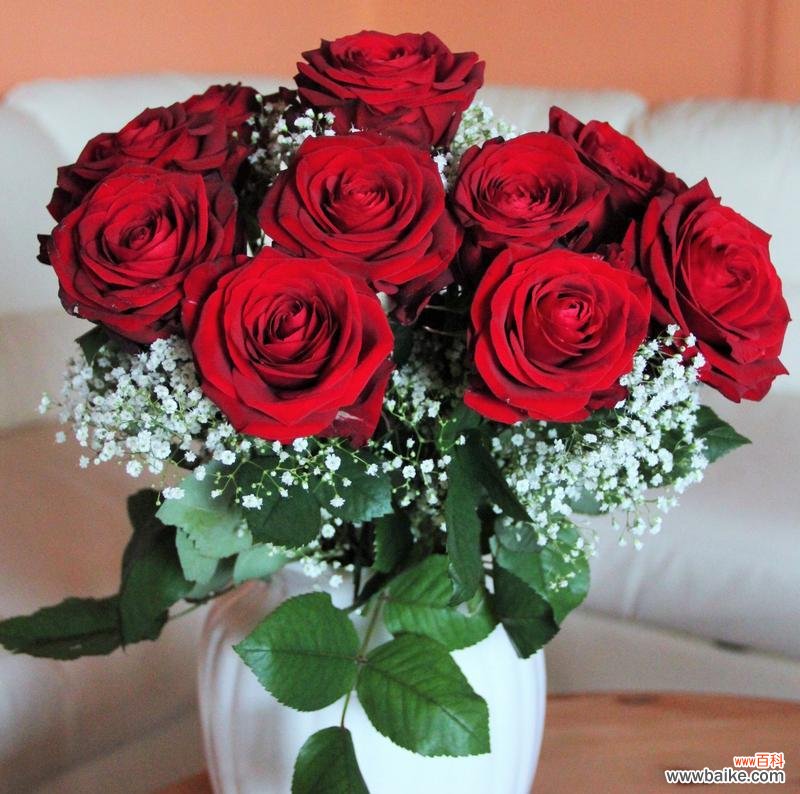 红白色玫瑰花的花语是什么？