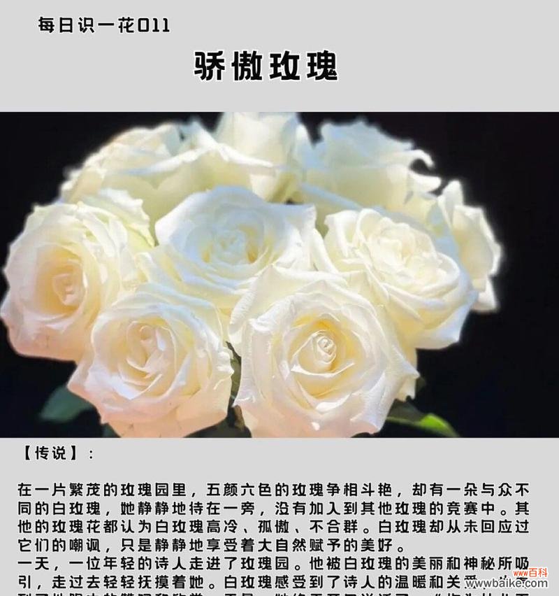 红白色玫瑰花的花语是什么？